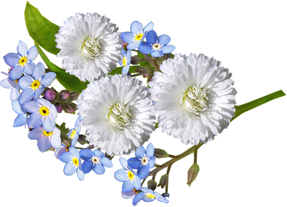 Daisy, White, Blue, Flowers Clipart (951x685), Png Download