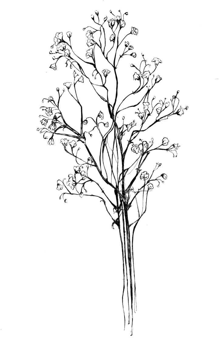 Baby Breath Flowers Png Clipart (1000x1316), Png Download