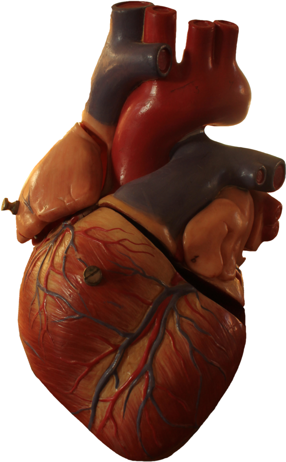 Interesting Facts About Humans, Anatomical Heart, Human - Heart Human Transparent Clipart (1024x1536), Png Download