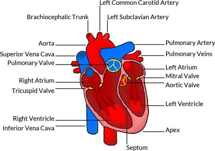 Human Heart Clipart (716x504), Png Download