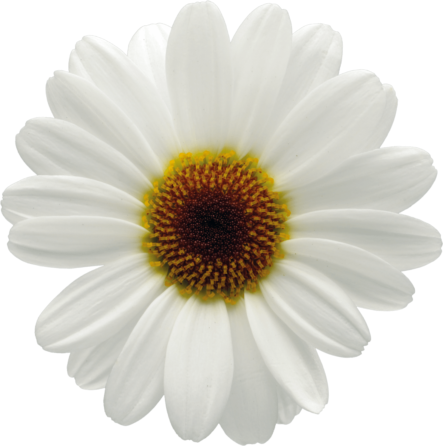 Click Marguerite Daisy Clipart Large Size Png Image PikPng