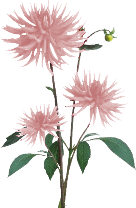 Jacey-light Pink Dahila Plant Texture - Flowers Texture Png Clipart (534x818), Png Download