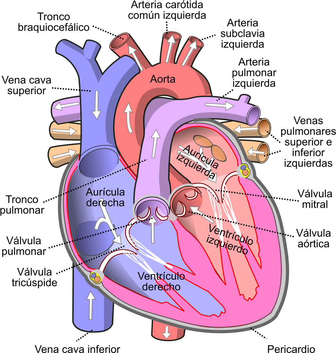 Diagram Of The Human Heart Pt - Human Heart Clipart (986x1024), Png Download