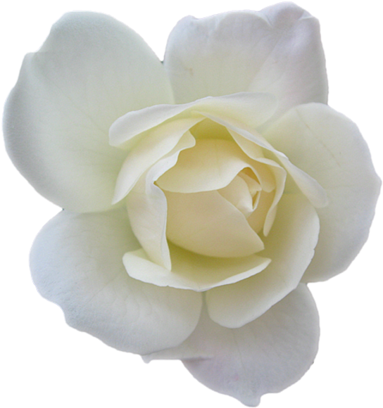 White Flower Png - White Rose Clipart Transparent Png (566x600), Png Download