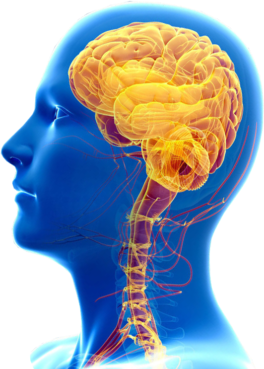 Description - Medical Imaging Clipart (716x760), Png Download