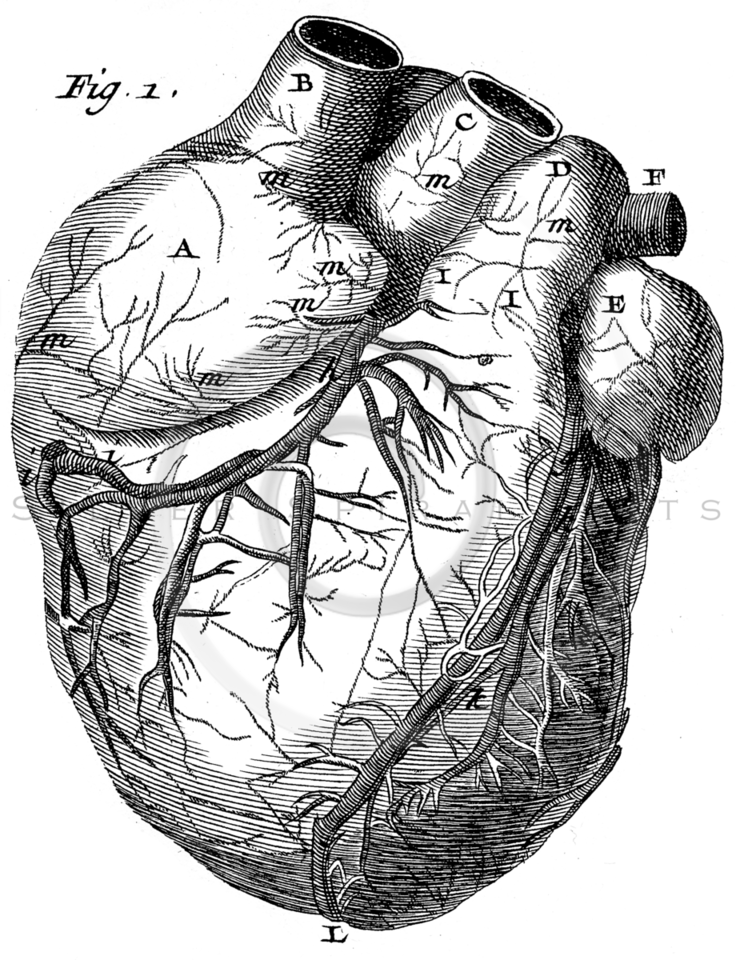 736 X 960 12 - Old Anatomy Drawing Heart Clipart (736x960), Png Download