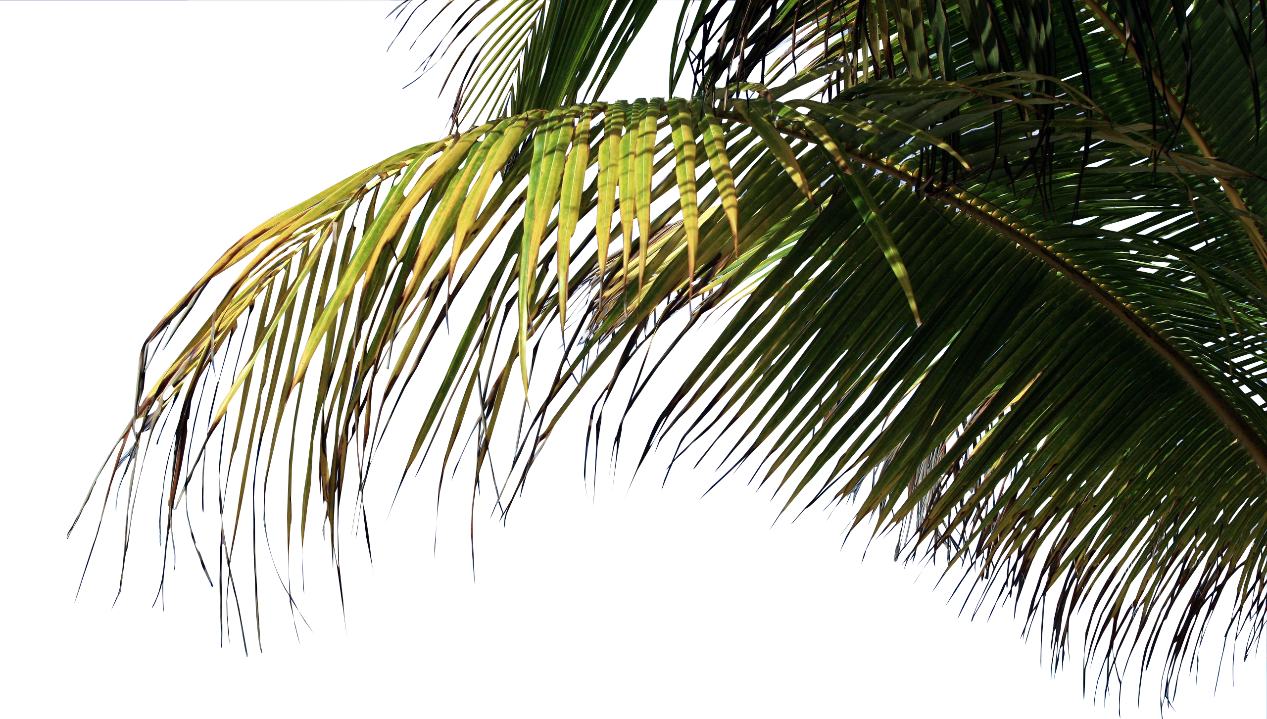 Palms Png - Palm On Beach Png Clipart (2560x1453), Png Download