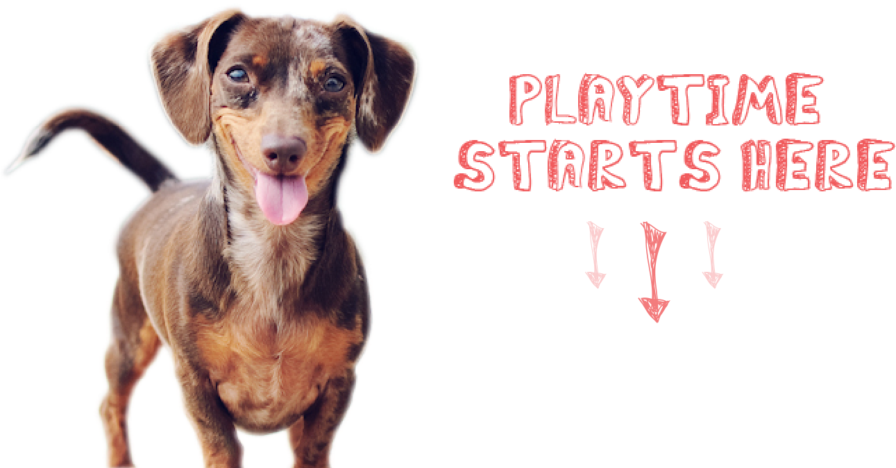 Dogs Need Toys - Smiling Dogs Clipart (1300x674), Png Download