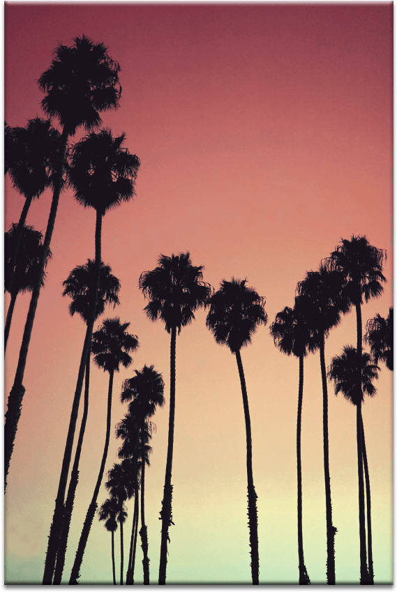 Tropical Palms - Iphone Xs Wallpaper Beach Clipart (900x900), Png Download