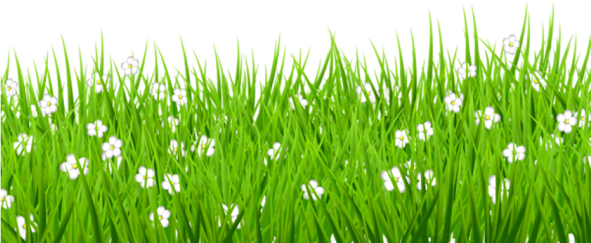 Download Transparent Grass With White Flowers Png Images - Grass On White Background Clipart (850x411), Png Download