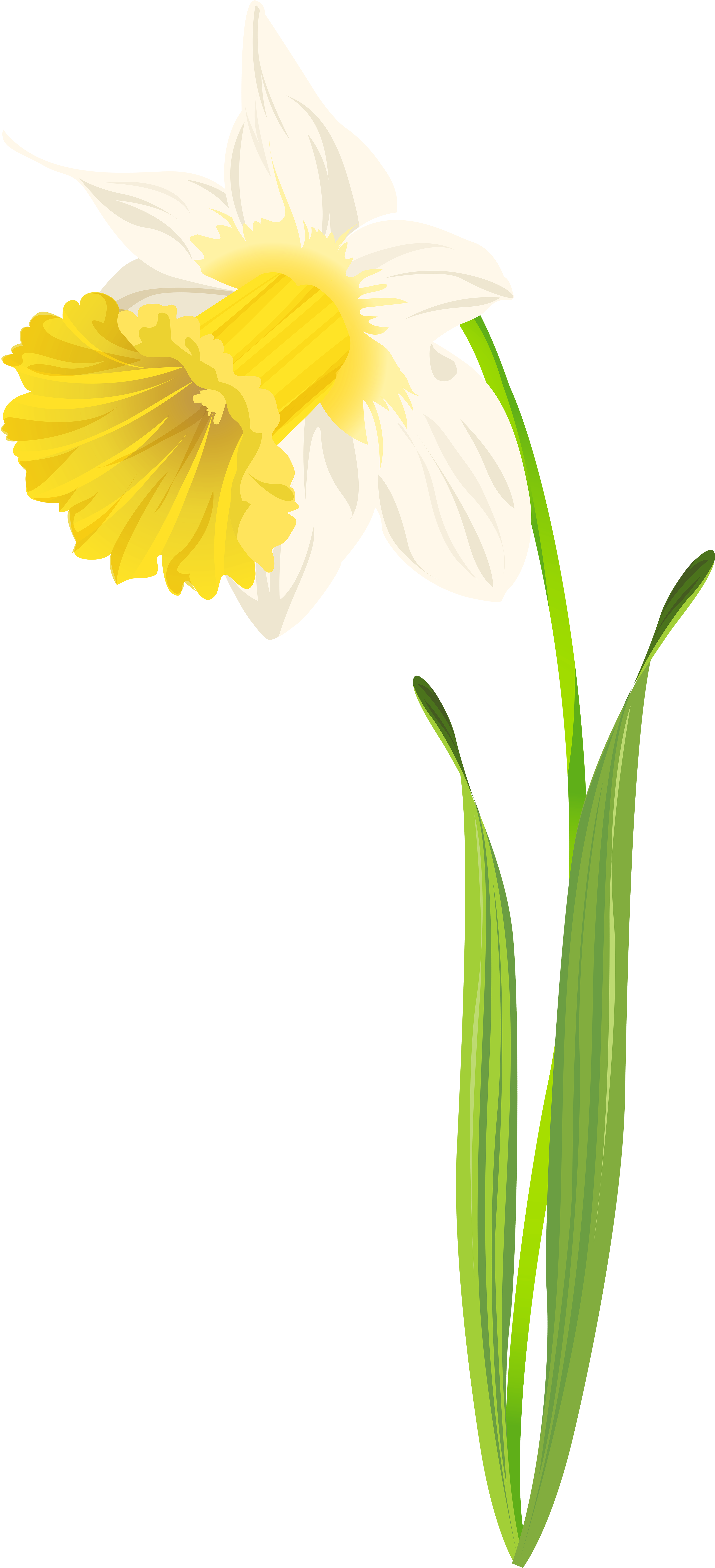 Daffodil Png Clip Art Image - English Marigold Transparent Png (3817x8000), Png Download
