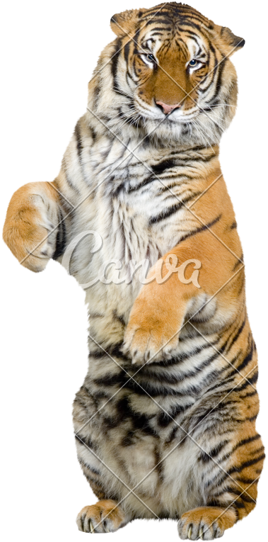 Svg Royalty Free Download Transparent Tiger Standing - Tiger Standing Up On Hind Legs Clipart (800x800), Png Download