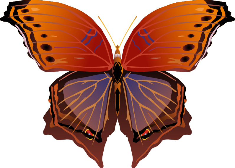 Butterfly Png Images Png - Brush-footed Butterfly Clipart (796x568), Png Download
