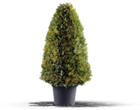 View In My Picture - Christmas Tree Clipart (600x600), Png Download