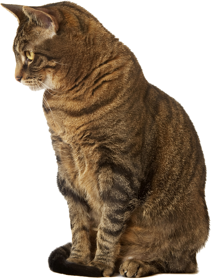 With Blood Clots Veterinary Transparent Background - Sitting Cat No Background Clipart (943x1200), Png Download