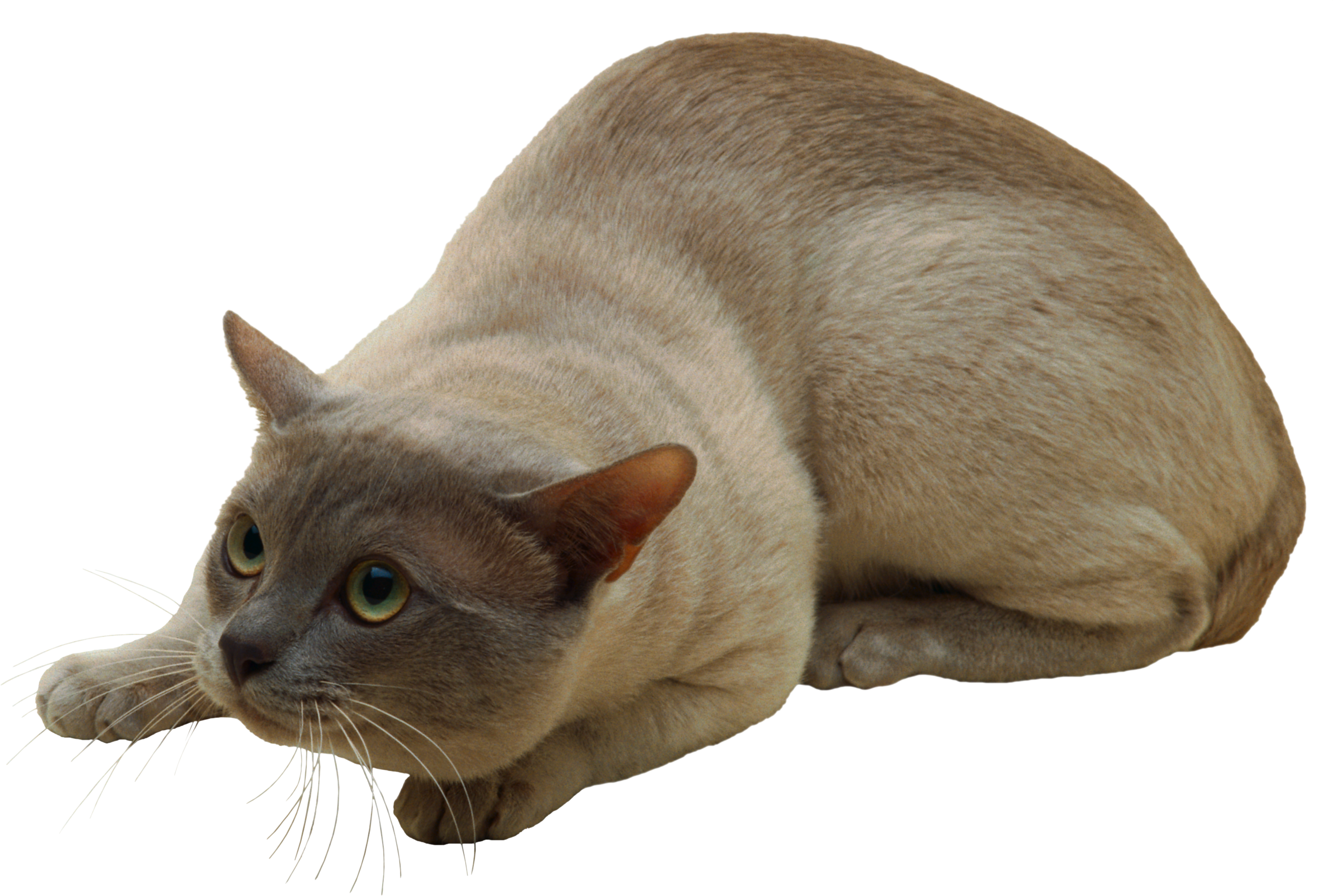 Cat Transparent Png Clipart (2602x1750), Png Download