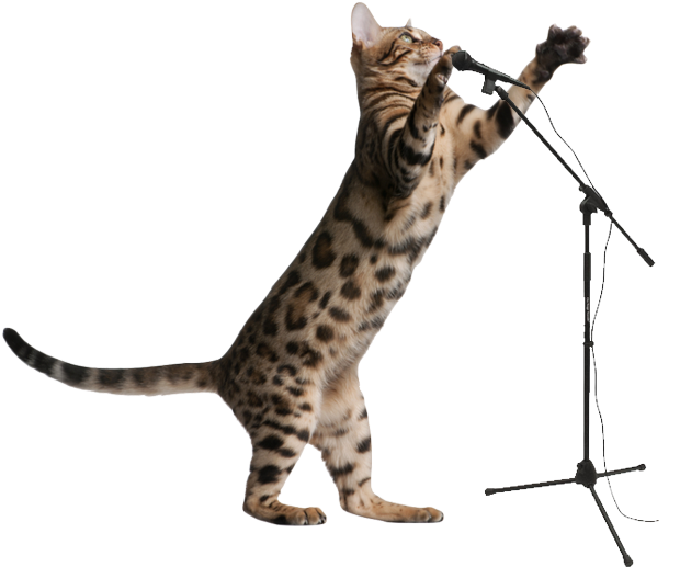 Tour Mic Cat - Cat Jumping Clear Background Clipart (630x516), Png Download