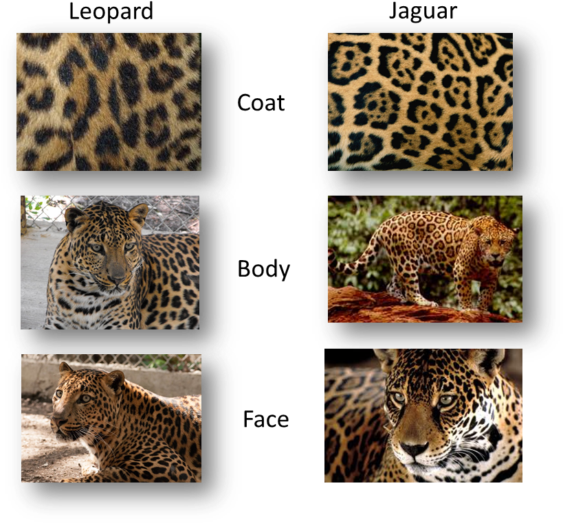The Actual Easiest Way To Tell Is That A Leopard Has - Difference Between Leopard Cheetah Jaguar Panther Clipart (833x789), Png Download