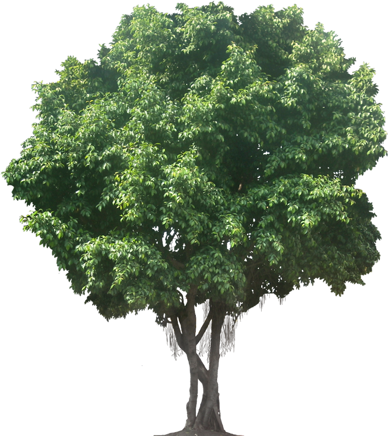 Ficus, Parsley, Objects, Tree Cut Out, Herbs, Plants, - Oak Tree Png Clipart (815x900), Png Download