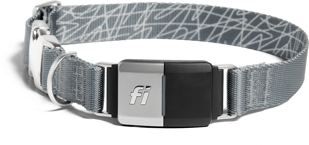 Image Of The Collar In A Grey Band - Belt Clipart (1120x620), Png Download