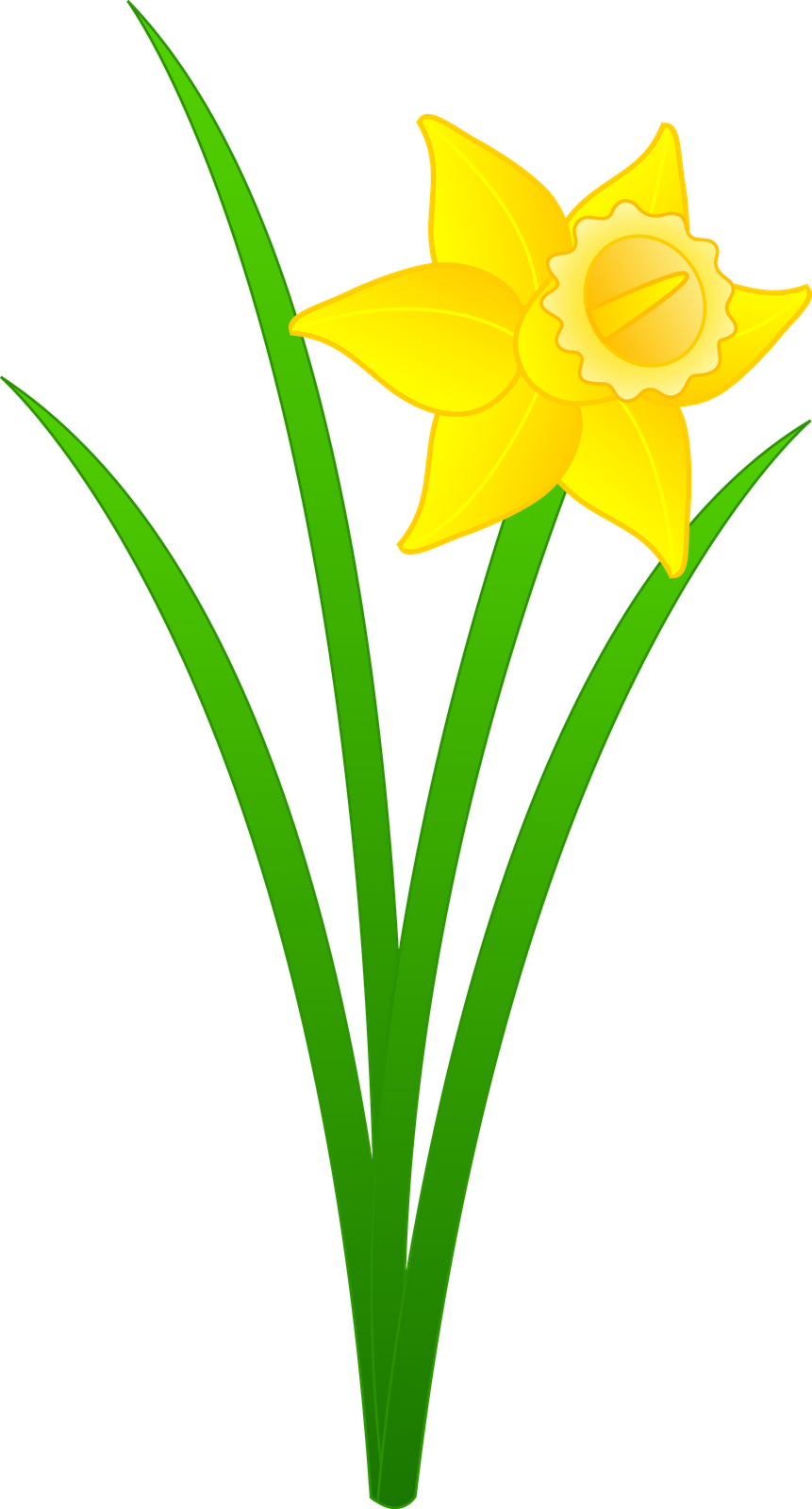 Daffodil Flower Clip Art N3 - Daffodil Clipart - Png Download (861x1600), Png Download