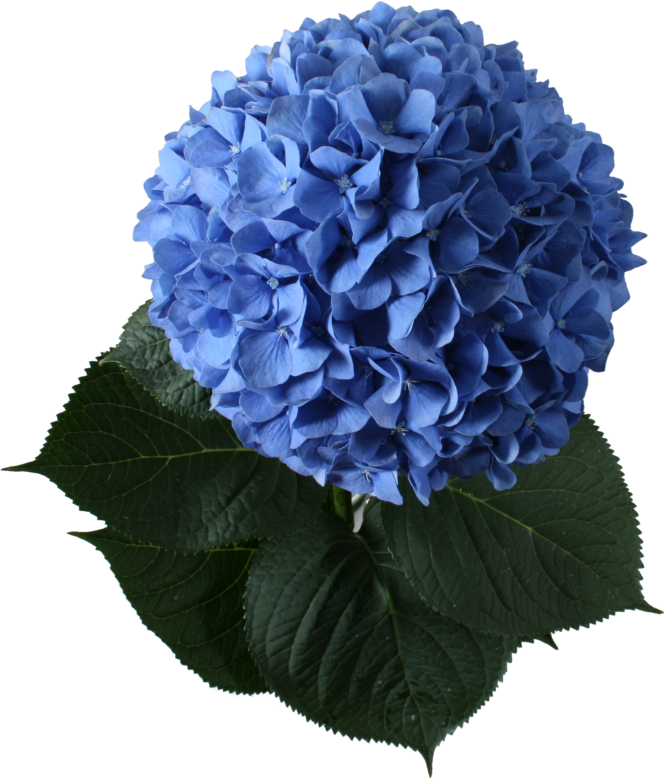 Hydrangea Clipart (2400x3000), Png Download