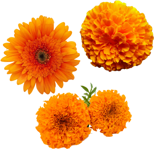 Merigold Flower, Transparent Merigold Flower, Yellow - Marigold Png Clipart (597x577), Png Download