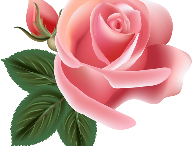 Pink Rose Clipart Png Format - Clip Art Transparent Png (640x480), Png Download