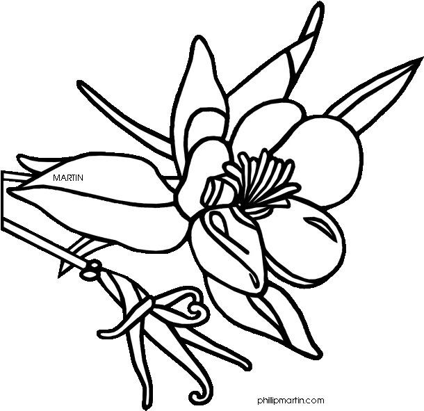 Colorado State Flower Drawing - Columbine Flower Images Clipart - Png Download (610x591), Png Download