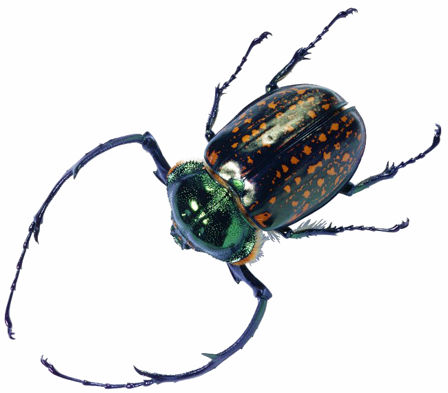 Beetle Bug Transparent File - Imagen De Insectos Y Reptiles Clipart (650x570), Png Download