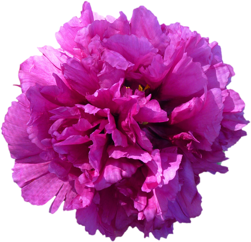 Flower Blossom Bloom Peony Red Png Image - Red Purple Flowers Png Clipart (1280x854), Png Download