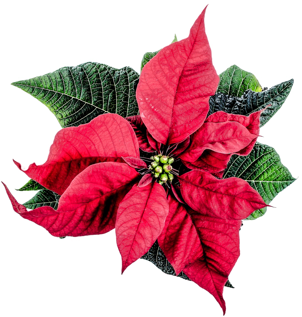 Poinsettia Winter Decor Advent Png Image - Christmas Flower Decor Png Clipart (1222x1280), Png Download