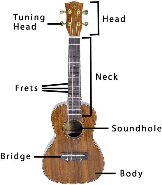 Different Parts Of A Ukulele - Acoustic Guitar Clipart (556x634), Png Download