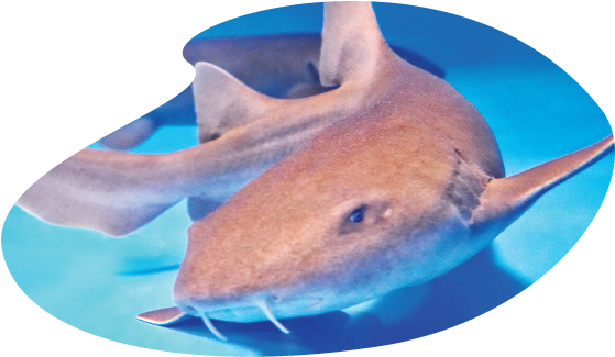 Shark-inv - Rat Clipart (612x792), Png Download