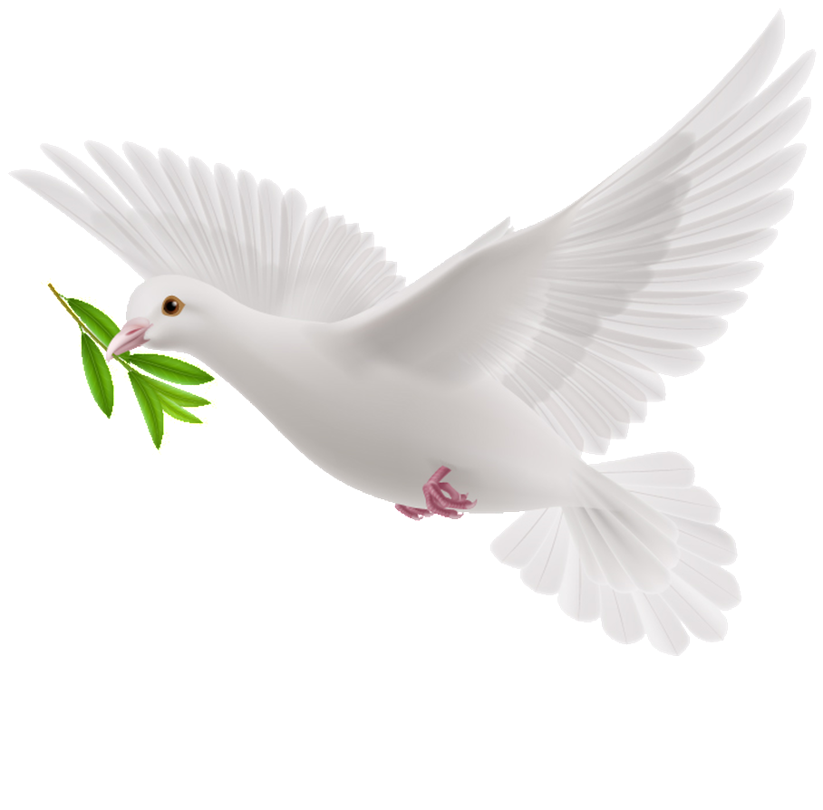 This Graphics Is Peace Dove Cartoon Transparent About - Animated Peace Dove Gif Clipart (908x894), Png Download