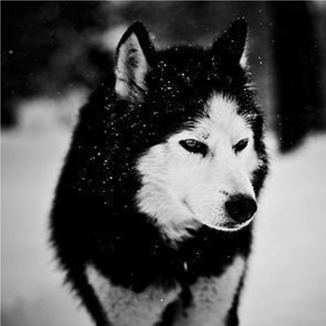 Black Wolf In Snow Wallpapers - Nice Wolves Wallpaper Hd Clipart (1367x1169), Png Download