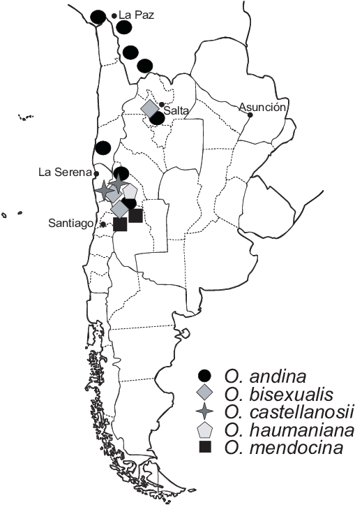 Distribution Of Oxychloë In South America - Atlas Clipart (509x723), Png Download