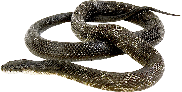 Круговорот Животных В Природе Clipart (1000x1000), Png Download