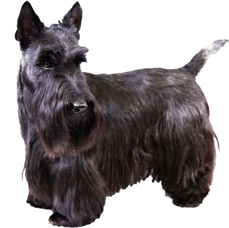 Images Of Scottish Terrier - Terrier Écossais Clipart (1170x780), Png Download