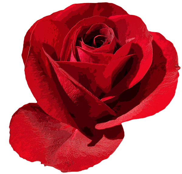 Rosa Roja Png - Png De Rosa Clipart (711x720), Png Download