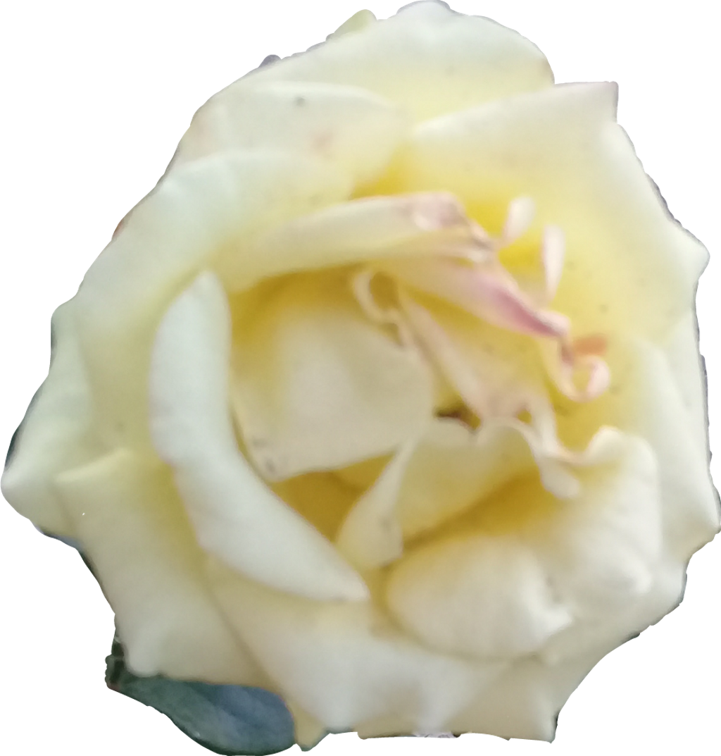 Rosa Blanca Png Transparent Background - Floribunda Clipart (1024x1073), Png Download