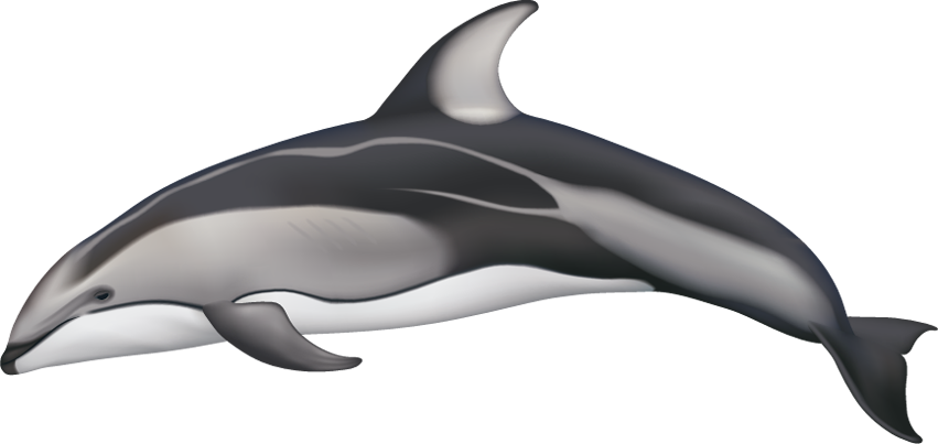 Drawn Dolphins Pacific White Sided Dolphin - Pacific White Sided Dolphin Drawing Clipart (851x403), Png Download