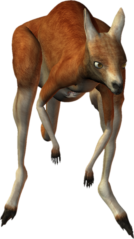 Download Kangaroo Png Transparent Images Transparent - Kangaroo Clipart (572x1015), Png Download