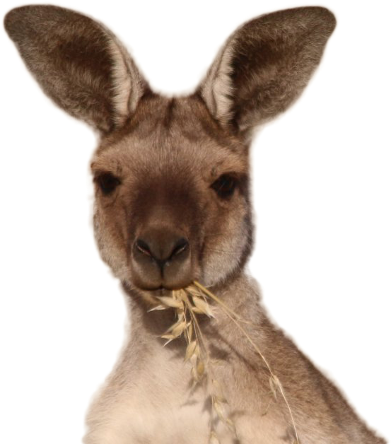 Kangaroo Png Image - Domestic Rabbit Clipart (1024x682), Png Download