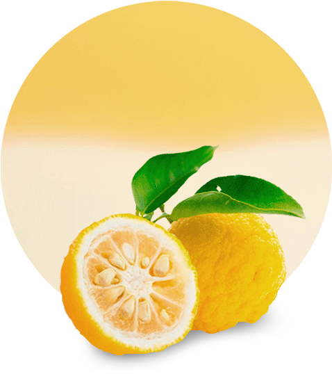 Experienced Supplier And Manufacturer - Lemon Fruit Clipart (536x595), Png Download