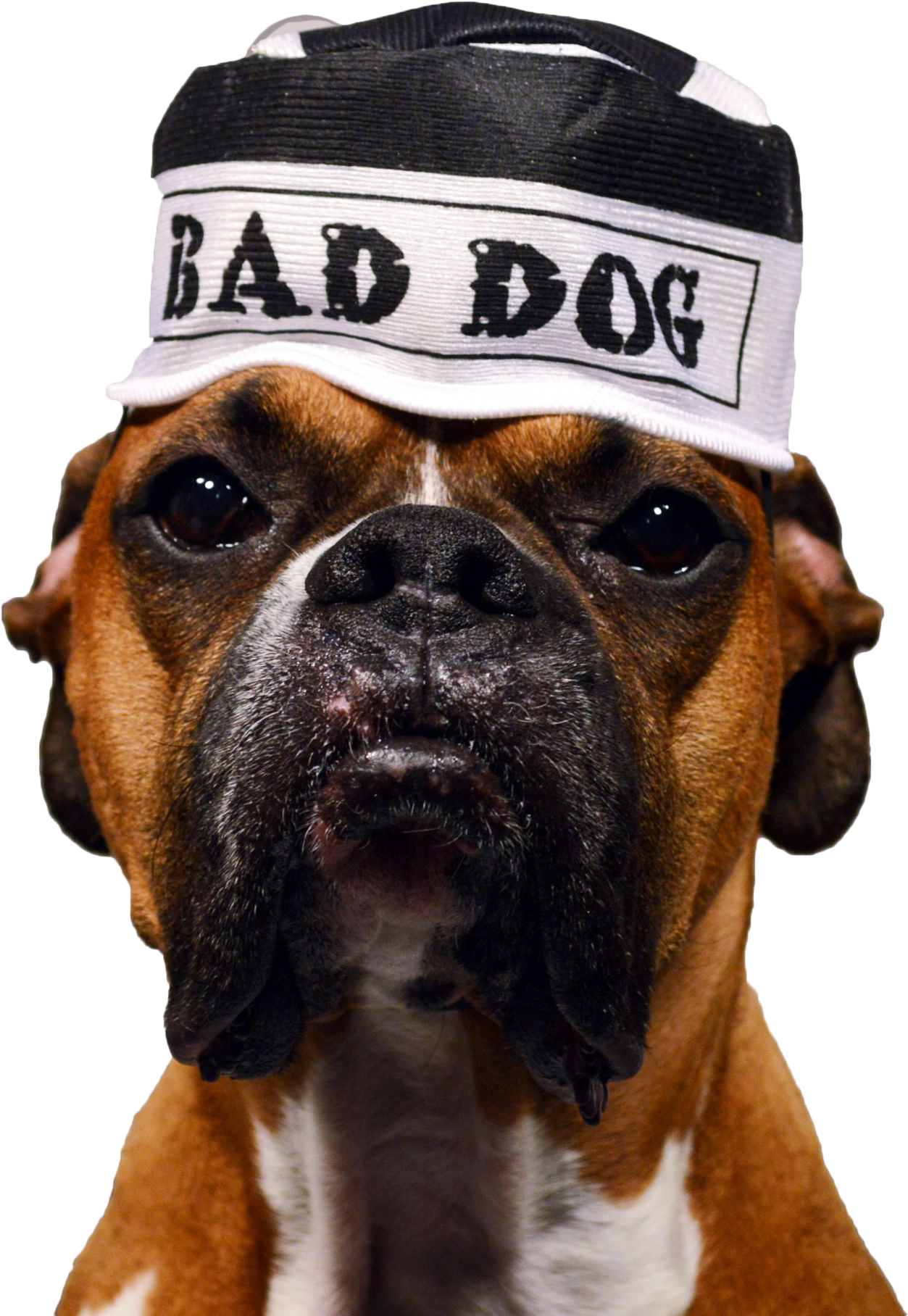 Bad Dog Png - Boxer Clipart (1944x1986), Png Download