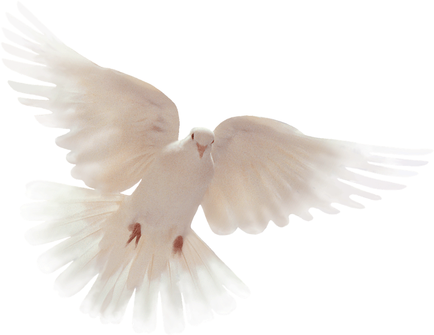 Thankyou All For Your Condolences , Png Download - Holy Spirit Flying Dove Gif Clipart (870x671), Png Download