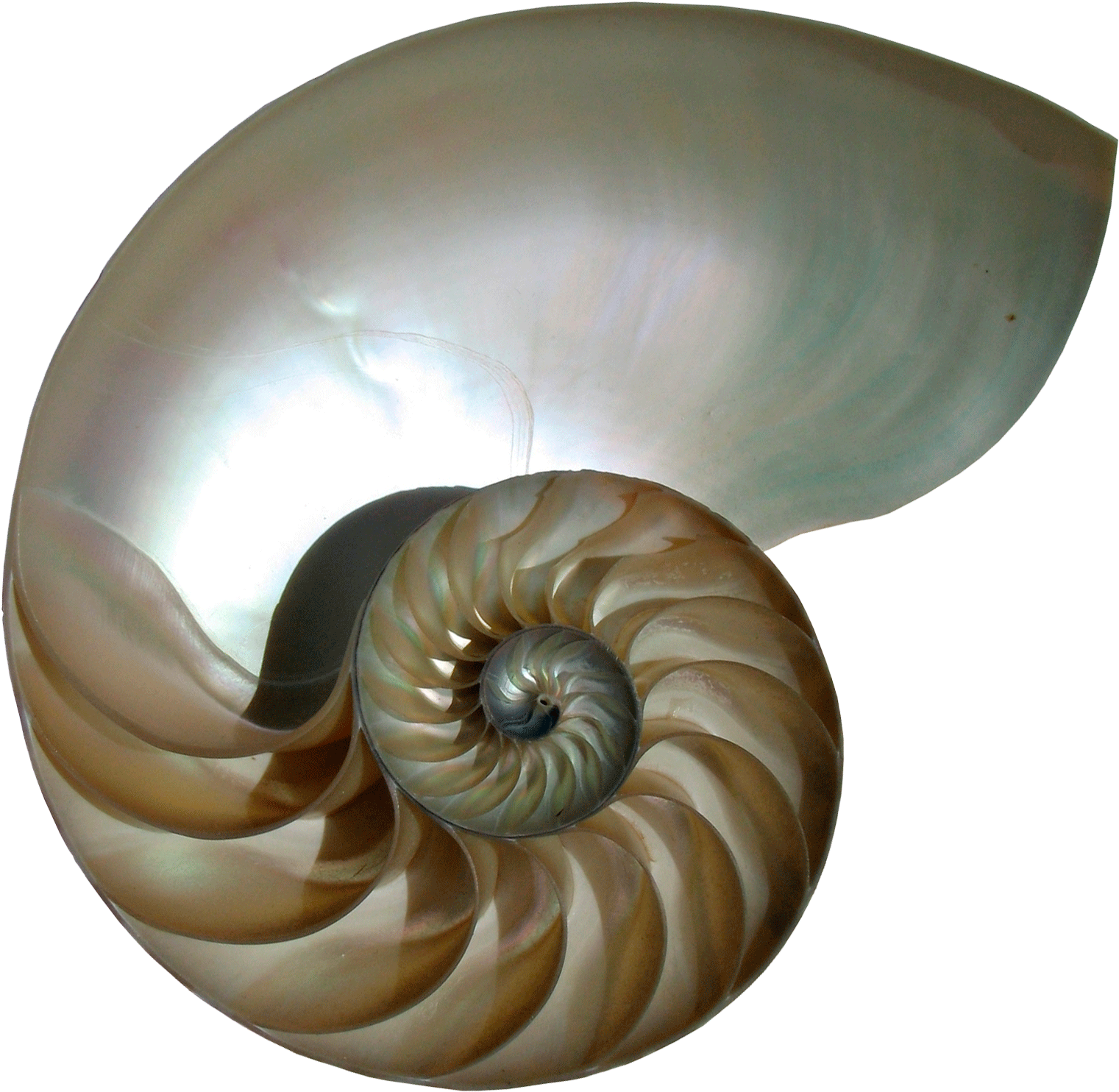 Turbo Identification - Chambered Nautilus Clipart (1700x1600), Png Download