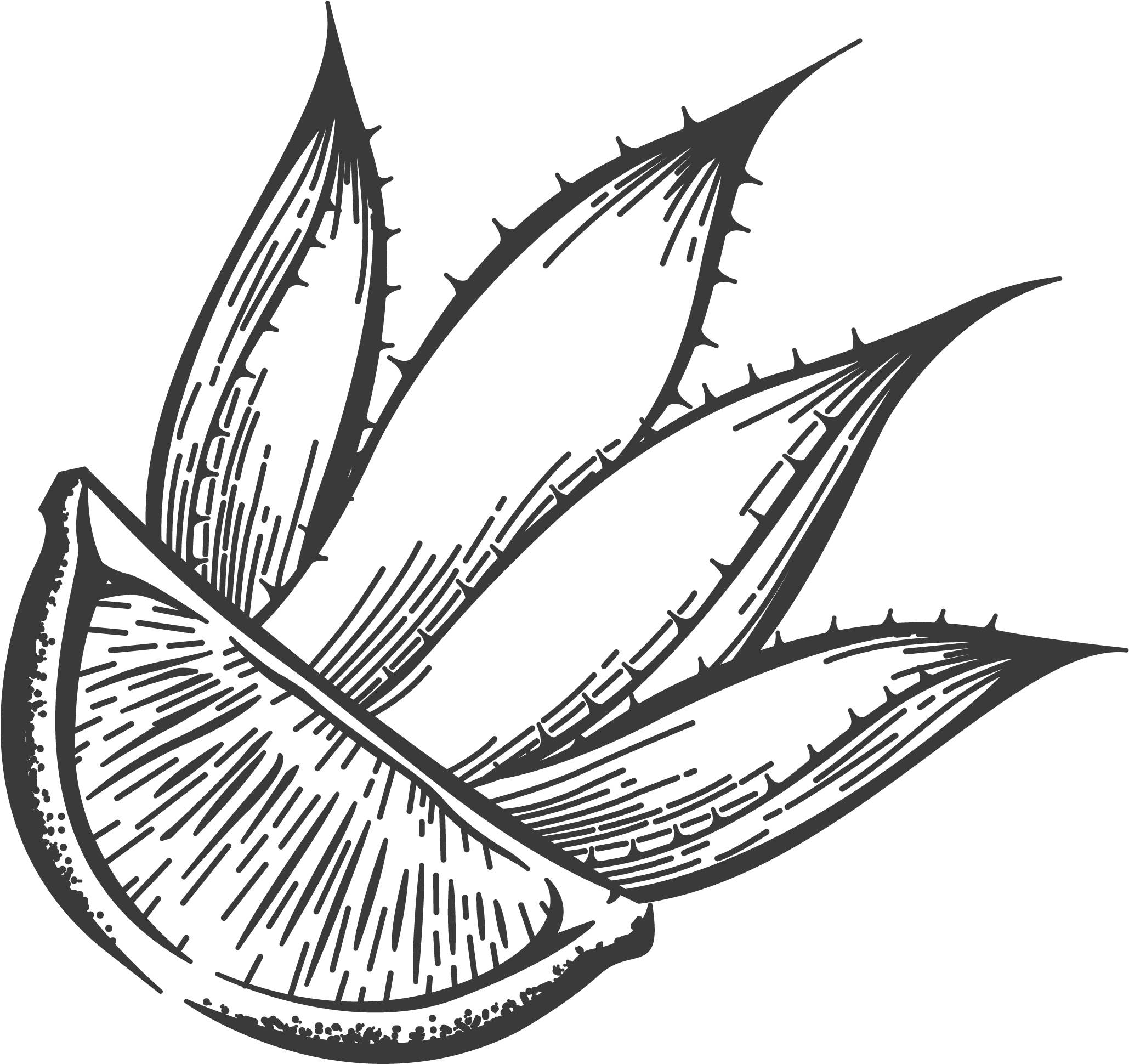 Lime, Agave - Illustration Clipart (2089x2088), Png Download