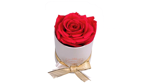 This Beautiful Preserved Rose Will Last More Than A - Garden Roses Clipart (498x664), Png Download